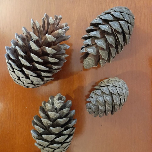 Natural pine cones new, pack of 500 pieces for crafts