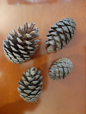 Natural pine cones new, pack of 500 pieces for crafts