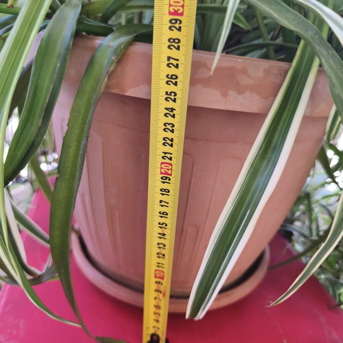 Spider Plant Chlorophytum comosum new with many offshoots
