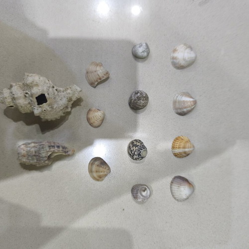 Wild sea shells collection