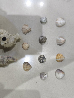Wild sea shells collection