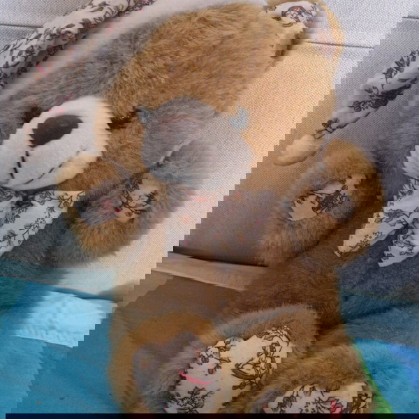 λούτρινο αρκουδάκι
