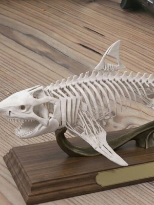 White shark skeleton 20cm, new, without base