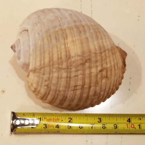 Tonna Galea shells or Bouhona, pack of 3, excellent condition
