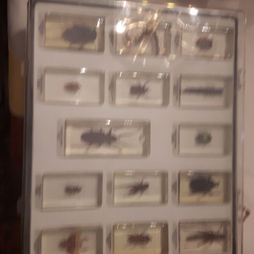 Insect collection used, 83 specimens