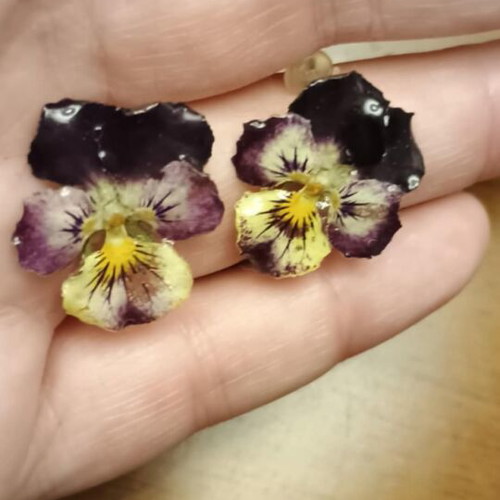 Earrings with real pansies new, blue multicolor