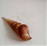  ΚΟΧΥΛΙΑ Natural Conch Shell cony 13,5cm