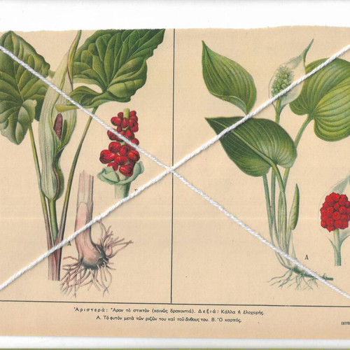 Printed materials on Greek flora plants and flowers, pack of 4, like new