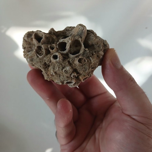 Fossils like new, coral and ancient shell