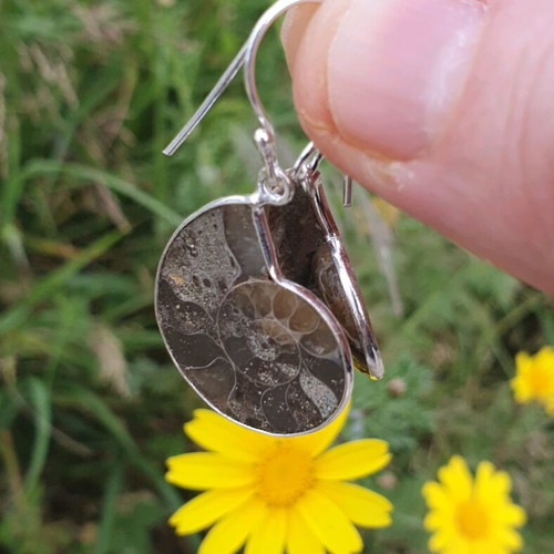 Ammonite slice earrings new, silver plated 925 sterling