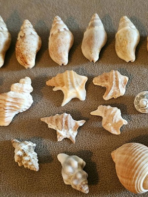 Seashells like new, beautiful for decoration or crafts