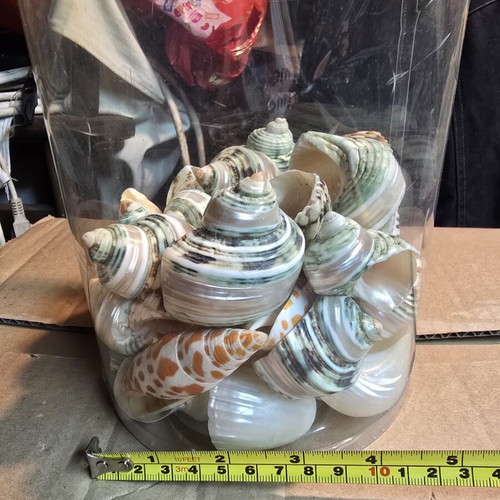 Natural large green Turbo shells set, decorative seashells