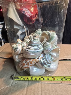 Natural large green Turbo shells set, decorative seashells