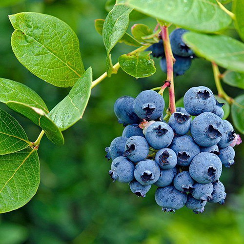 Blueberry seeds pack of 30, high quality