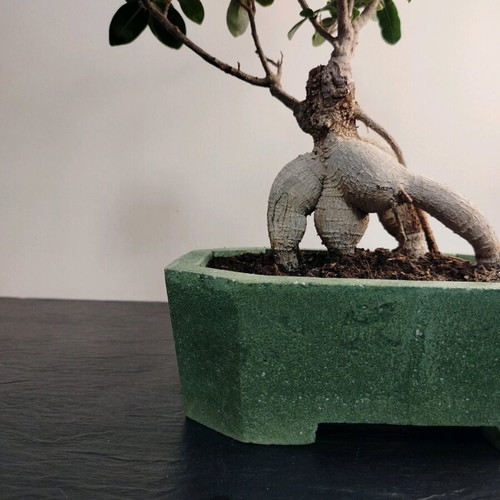 Bonsai Ficus Ginseng 10 Years Care in Handmade Eco Pot