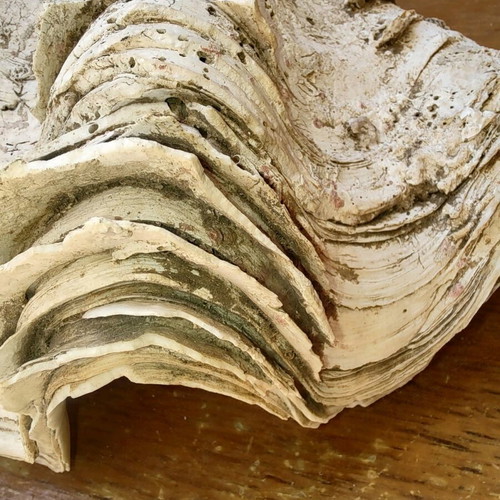 Fossilized giant pearl 35 cm like new