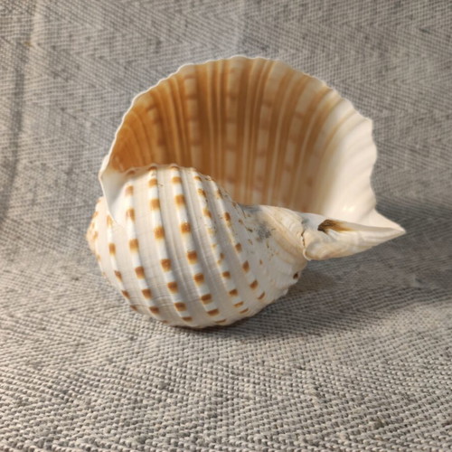 Tonna seashell like new