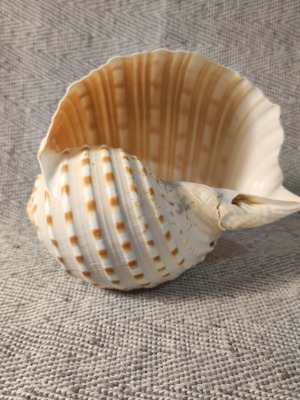 Tonna seashell like new