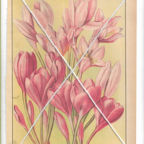 Vintage print with flowers of three Colchicum varieties, like new