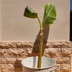 Banana plants new, two sizes without pot