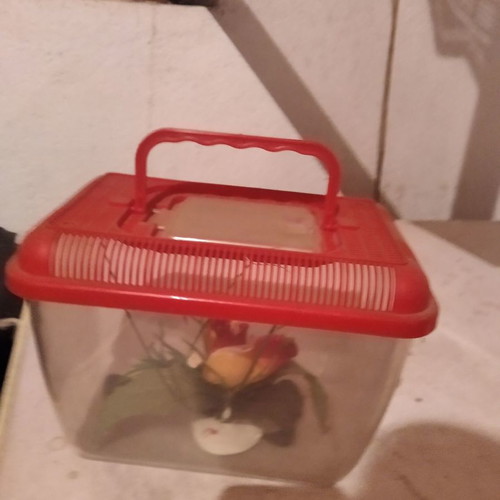 Aquarium used suitcase with one plant