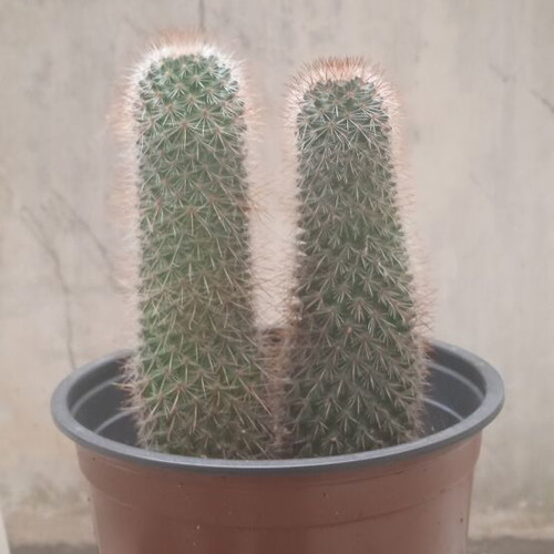 Cactus in nursery pot Mammillaria Spinosissima new