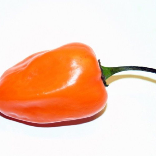Habanero Orange hot pepper seeds, pack of 25