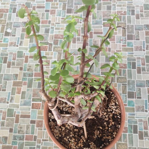 Portulacaria Afra bonsai plant