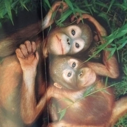 Wildlife Photography Books like new, pack of 6 large albums