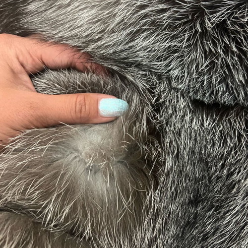 Women's Silver Fox Fur Jacket new with removable sleeves