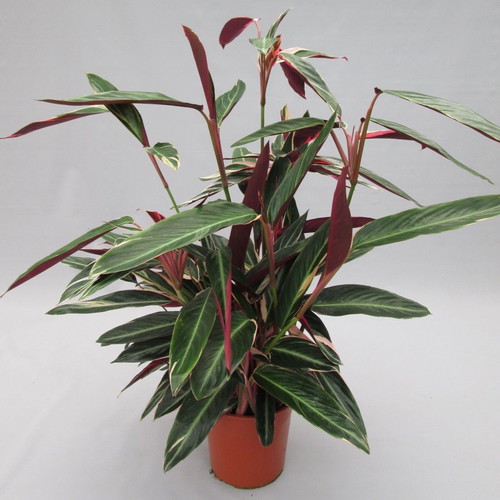 30 Stromanthe Triostar seeds - Red Coral Bells tropical decorative plant