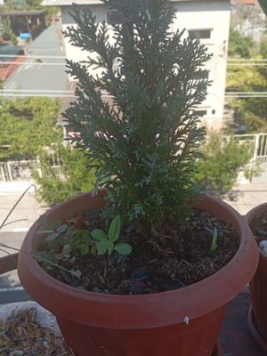 Chamaecyparis lawsoniana Ellwoodii miniature cypress or thuja plant in pot