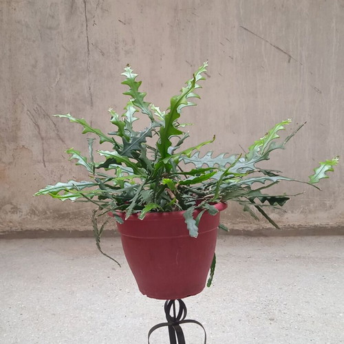 Ric Rac Cactus cuttings pack of 5, new