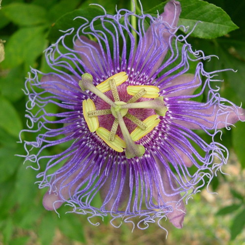 Passiflora Incarnata climbing plant seeds, 10 pcs