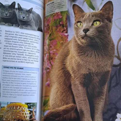 Cats book new with breeds, care, and behavior
