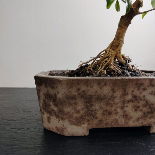 Bonsai Ligustrum 10 Years Old in Handmade Ecological Pot new