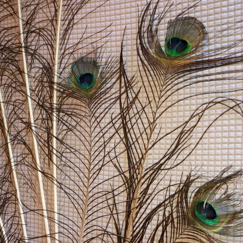 Set of 8 authentic peacock feathers like new, large and impressive