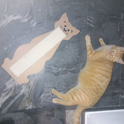 Scratching post new