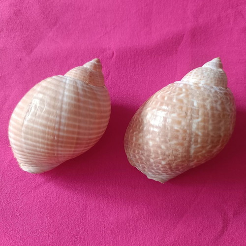 Tonnidae Tonna shells like new, 2 pieces from Madagascar