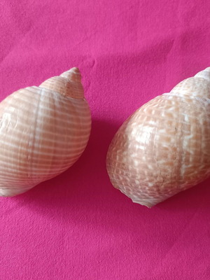 Tonnidae Tonna shells like new, 2 pieces from Madagascar