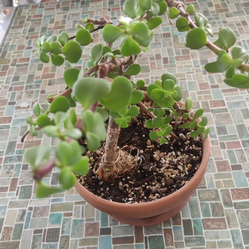 Portulacaria Afra bonsai plant