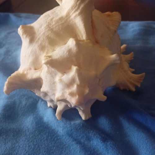 Natural Murex Ramosus Shell like new, 27x18cm