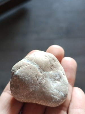 Fossil new, bivalve mollusk fossil