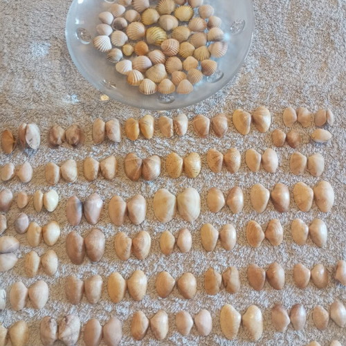 Natural butterfly-type seashells and rare oysters for decoration