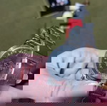  Ανδρικό ρολόι RESTART