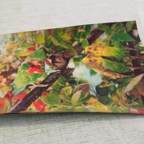 Vintage Τρισδιάστατη Καρτ Ποστάλ 3D Lenticular Παπαγαλάκια με φθορές πίσω