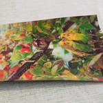 Vintage Τρισδιάστατη Καρτ Ποστάλ 3D Lenticular Παπαγαλάκια με φθορές πίσω