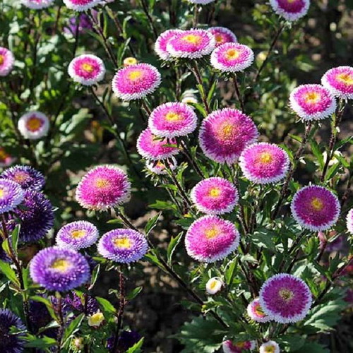 Callistephus chinensis flower seeds like new, bicolor bloom