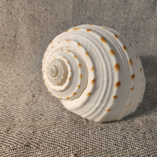 Tonna Dolium seashell like new, 13x12x10 cm
