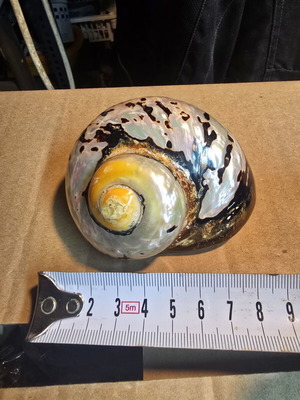Turbo Sarmaticus shell like new, polished pearly finish